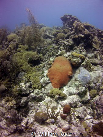Shot this image of some reef in curacao. by William Racz 
