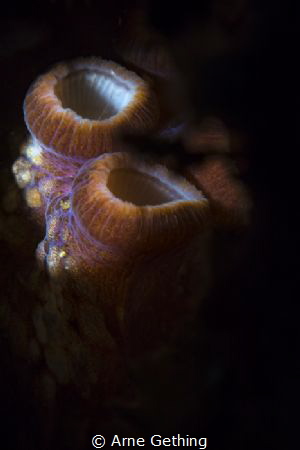 ~ Strength in numbers ~
Octopus in False Bay, Cape Town by Arne Gething 
