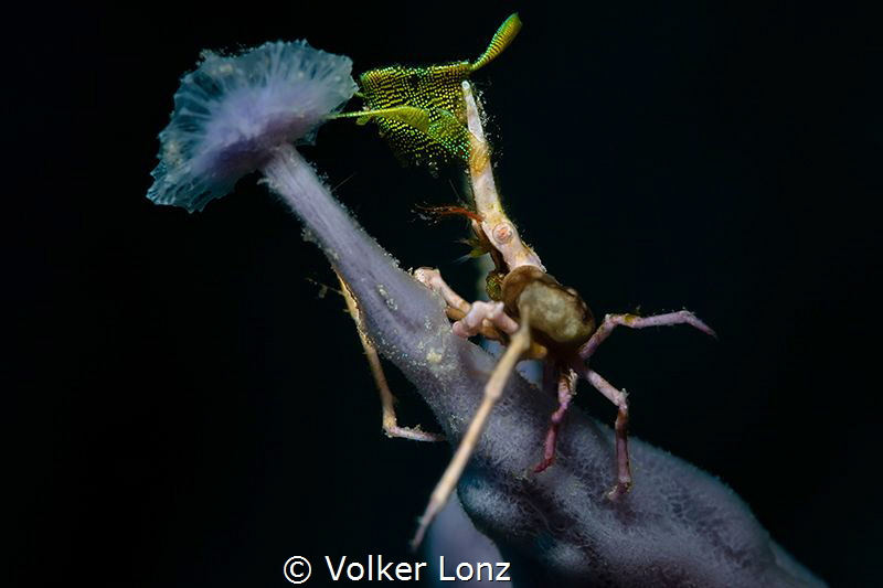 decorated spidercrab on sponge by Volker Lonz 