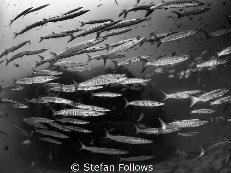 Crosstown Traffic

Chevron Barracuda - Sphyraena qenie
... by Stefan Follows 