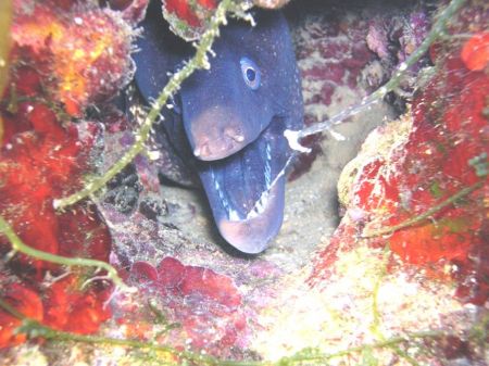 Moray by Hakan Taslicay 