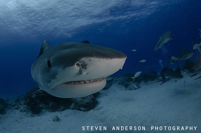 We waited quite a while for this pretty female Tiger Shar... by Steven Anderson 
