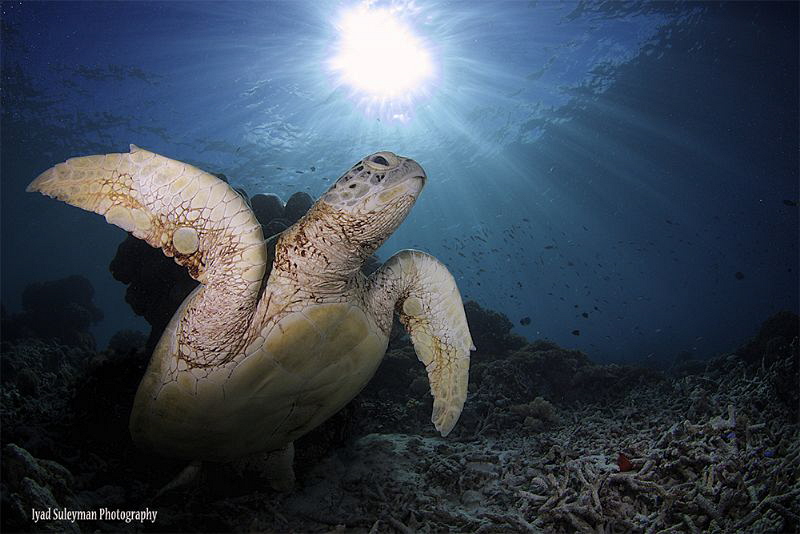 Turtle at Sipadan Island by Iyad Suleyman 
