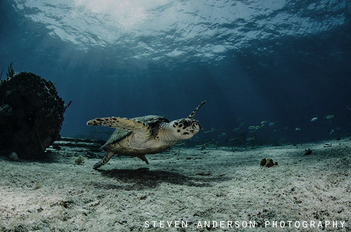 Diving on the Sugar Wreck always provides perfect subject... by Steven Anderson 