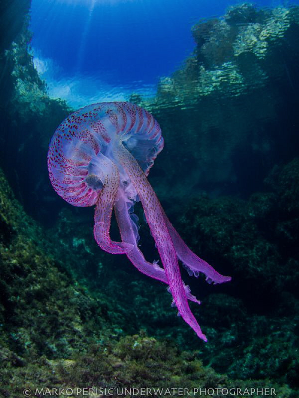 JELLYKNOBBER by Marko Perisic 