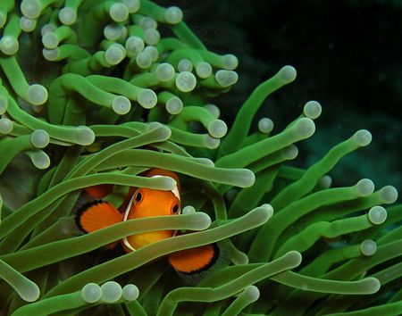 Only 8 Km West of Dili is a great dive site called Dili R... by Nick Hobgood 