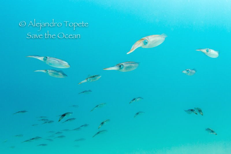 Squid Roe, Isla Verde Veracruz by Alejandro Topete 