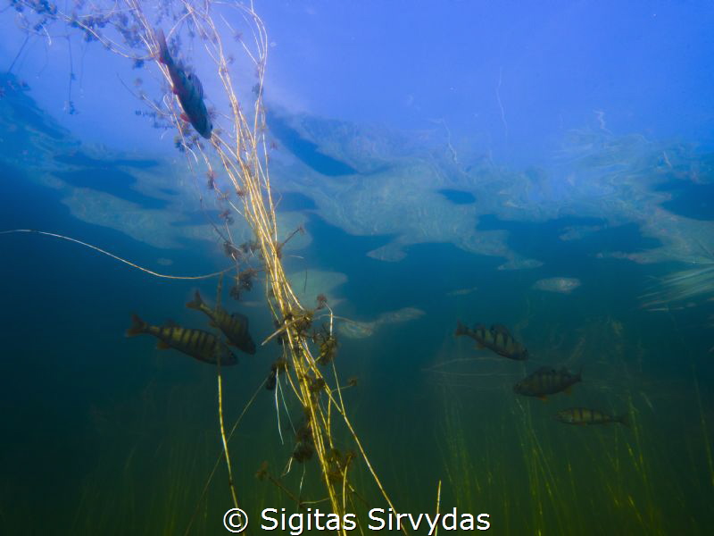 Group of robbers :) by Sigitas Sirvydas 