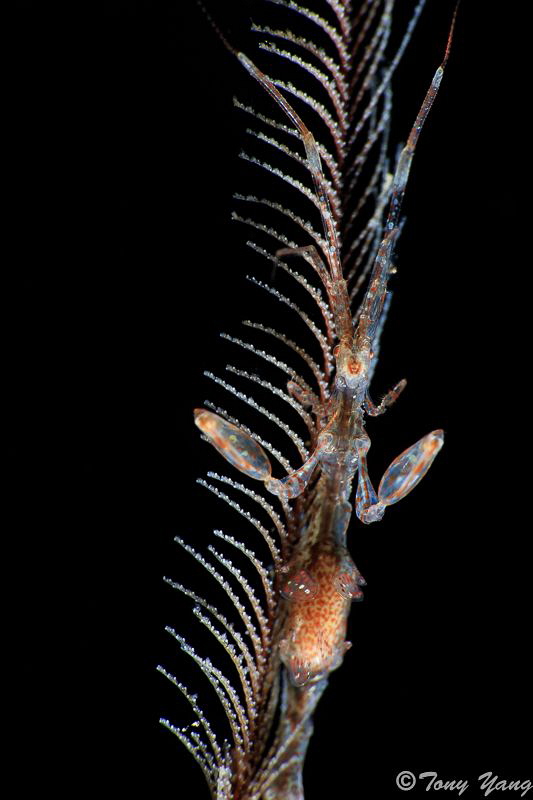skeleton shrimp by Tony Yang 