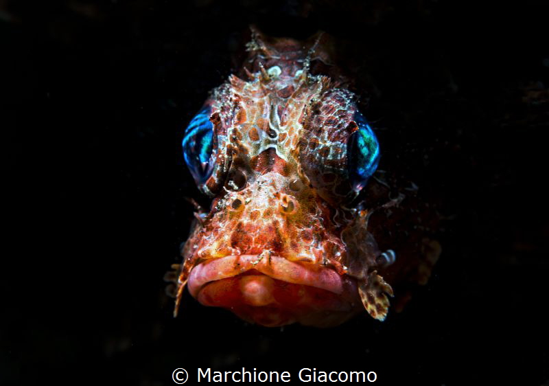 The face.
Nikon D800E , 105 macro , snoot Retra
Lembeh ... by Marchione Giacomo 