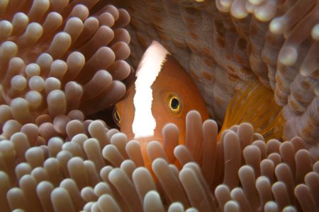 Bunaken Marine Park August 2005 by Brad Cox 