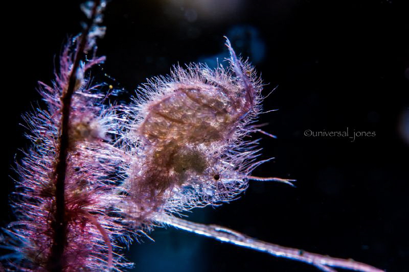 phycocaris simulans - Hairy shrimp
 
Backlight by Wayne Jones 