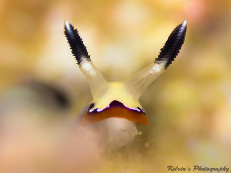 Nudi portrait by Kelvin H.y. Tan 