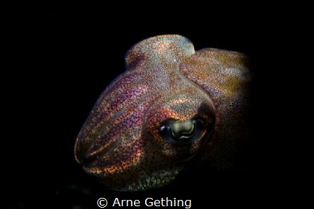 ~ Lurking in the dark~
Snoot, Canon 7DMKII, 60mm by Arne Gething 