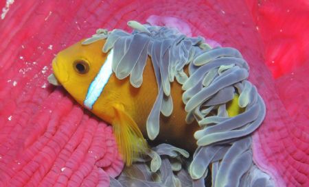 Clown fish taken in the maldives 2006 by Chris Steel 
