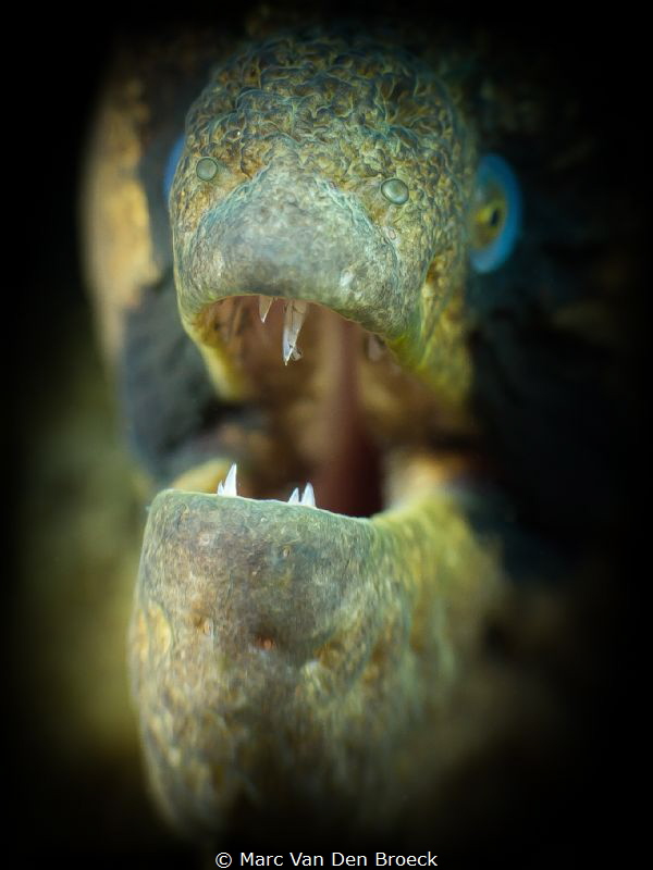 dentist need? by Marc Van Den Broeck 