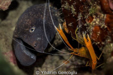 Prawn by Yildirim Gencoglu 