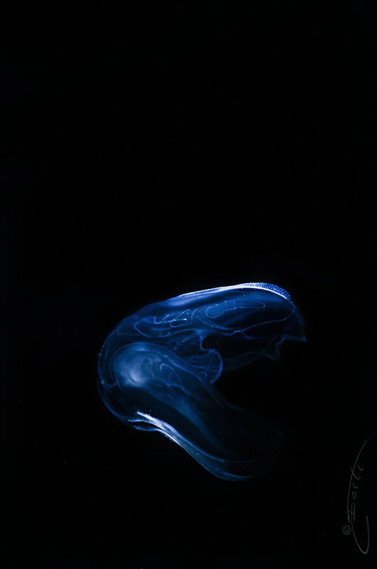 ~ Silent Flight ~ by Geo Cloete 