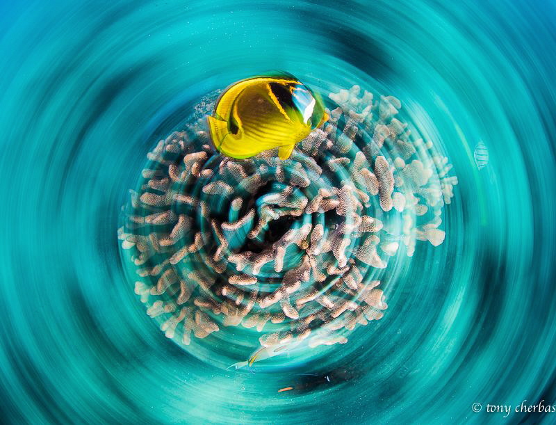 Butterfly in a Whorl (slow shutter spin) by Tony Cherbas 