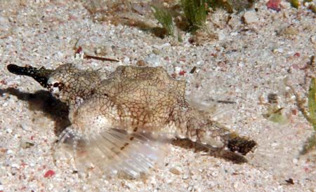 A Sea Moth taken in Gulf of Aqaba 105mm macro by Chris Kennedy 