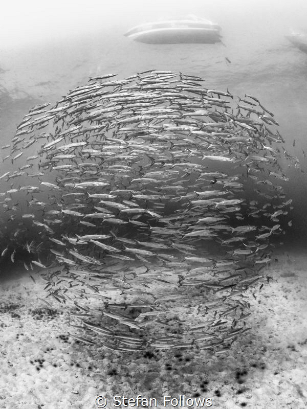 Levitation

Chevron Barracuda - Sphyraena qenie

Sail... by Stefan Follows 
