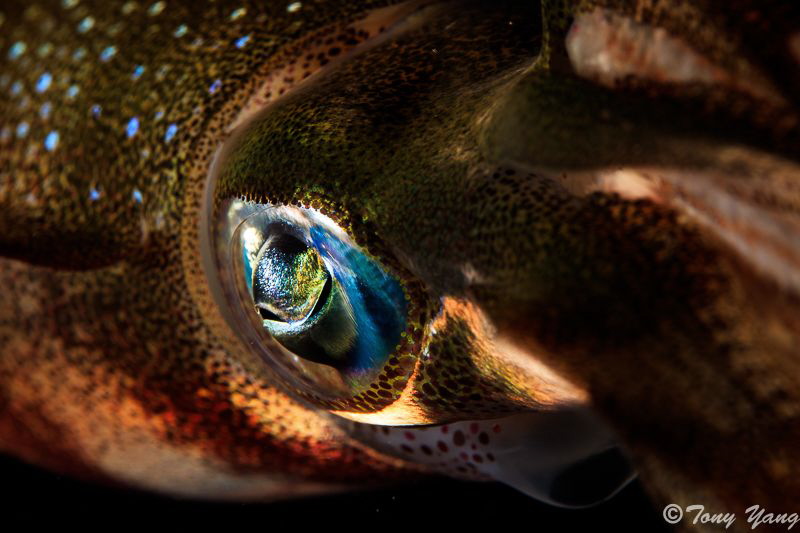 eyes light by Tony Yang 