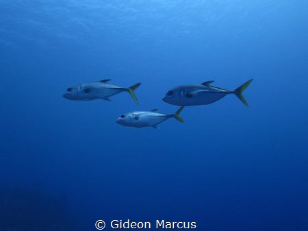 Just keep swimming. by Gideon Marcus 