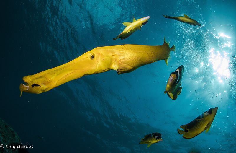 Sun, Butter and Trumpets by Tony Cherbas 