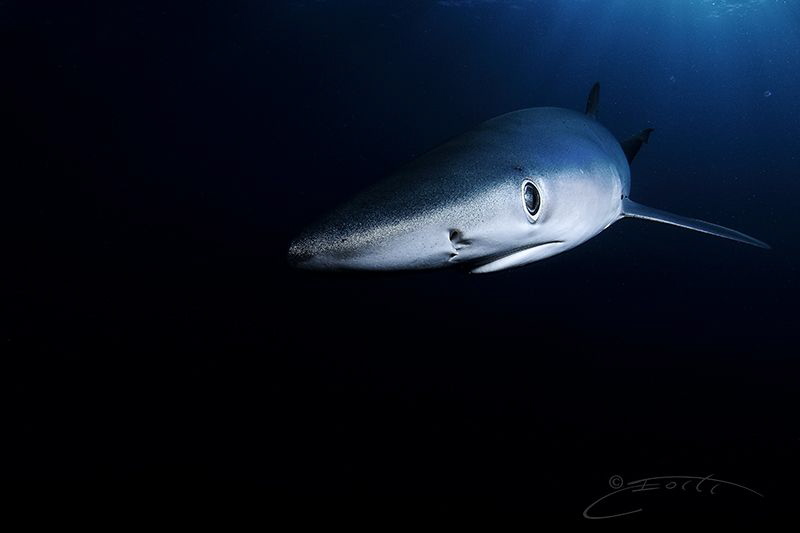 ~ Into the Blue ~ by Geo Cloete 