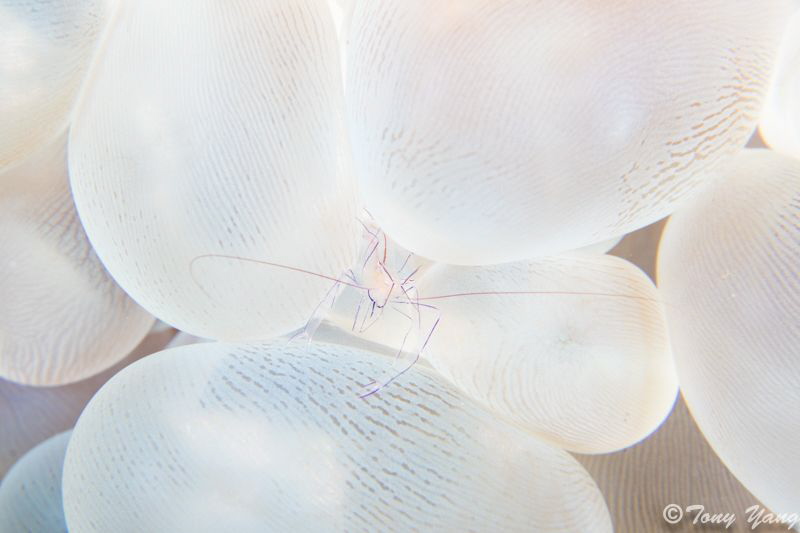 shrimp in the coral by Tony Yang 