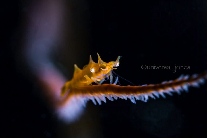 Miropandalus hardingi by Wayne Jones 