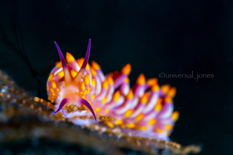 Cathona sibogae by Wayne Jones 
