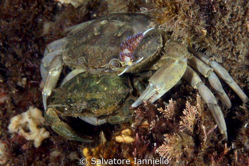 Intruder by Salvatore Ianniello 