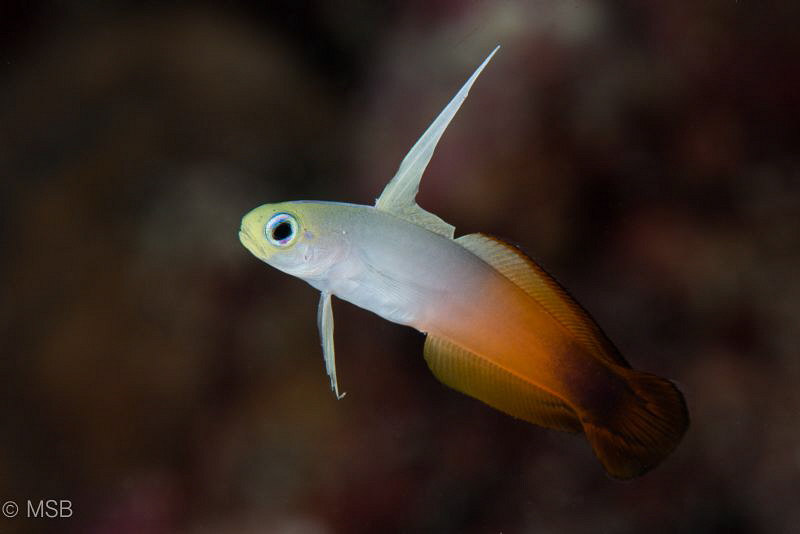 Dartfish. by Mehmet Salih Bilal 