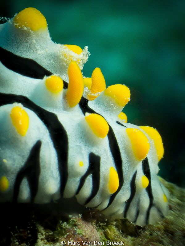 Yellow bubbles by Marc Van Den Broeck 