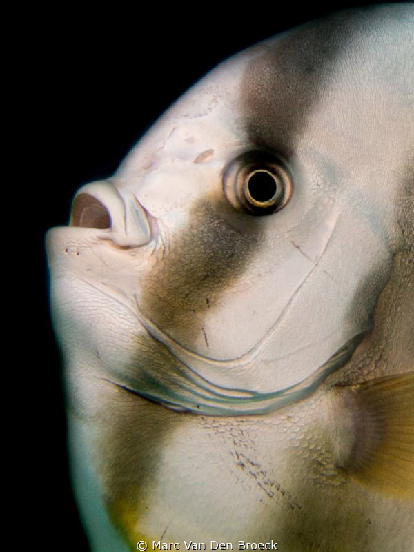 pretty face by Marc Van Den Broeck 