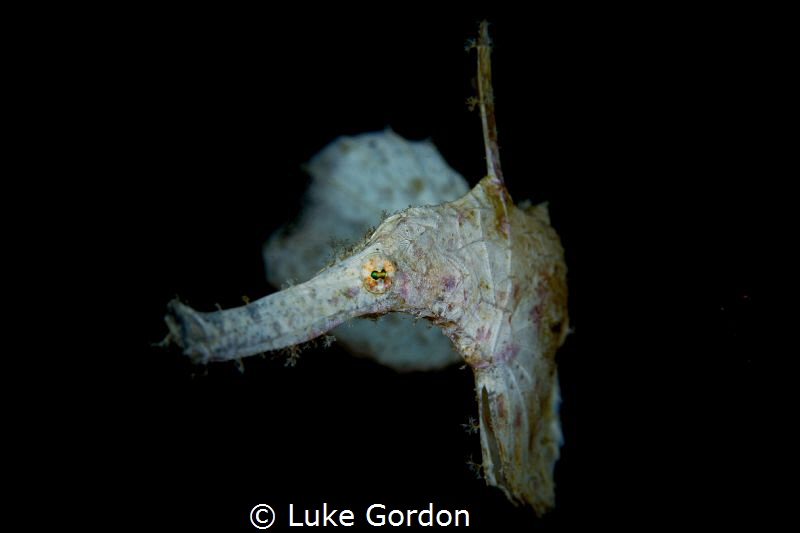A white robust ghost pipefish hangs out around a white fe... by Luke Gordon 