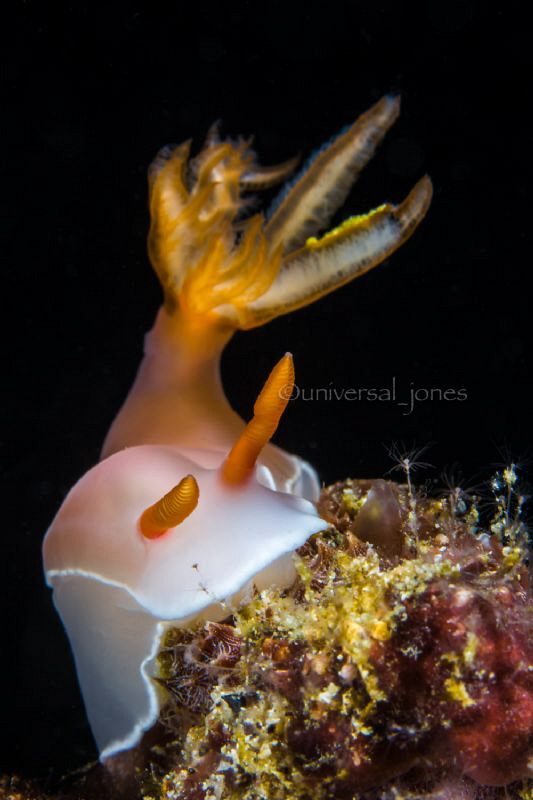 Hypselodoris sp. by Wayne Jones 