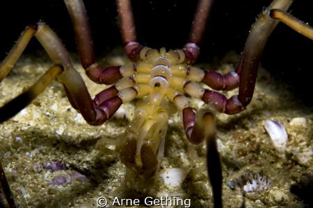 ~ Sea Spider ~
False Bay, Cape Town by Arne Gething 