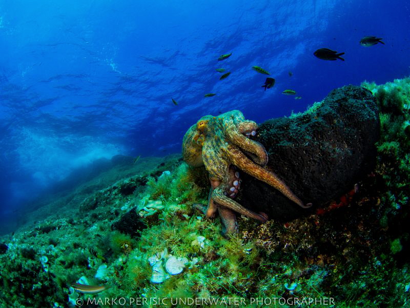 OCTOPUSSY by Marko Perisic 