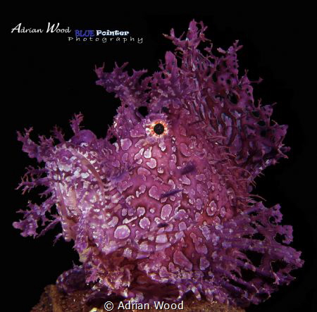 Proud - "RHINOPIAS" 

Sealife DC1400 (Macro setting) wi... by Adrian Wood 