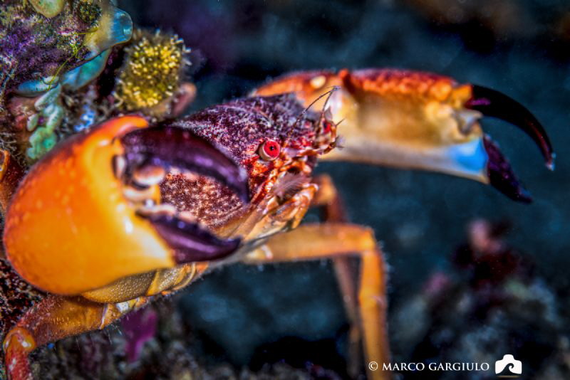 Red Crab by Marco Gargiulo 