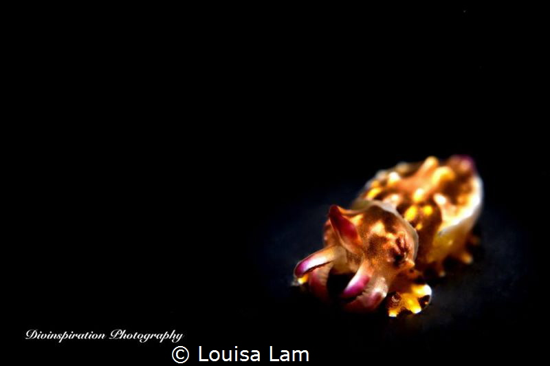 New Born by Louisa Lam 