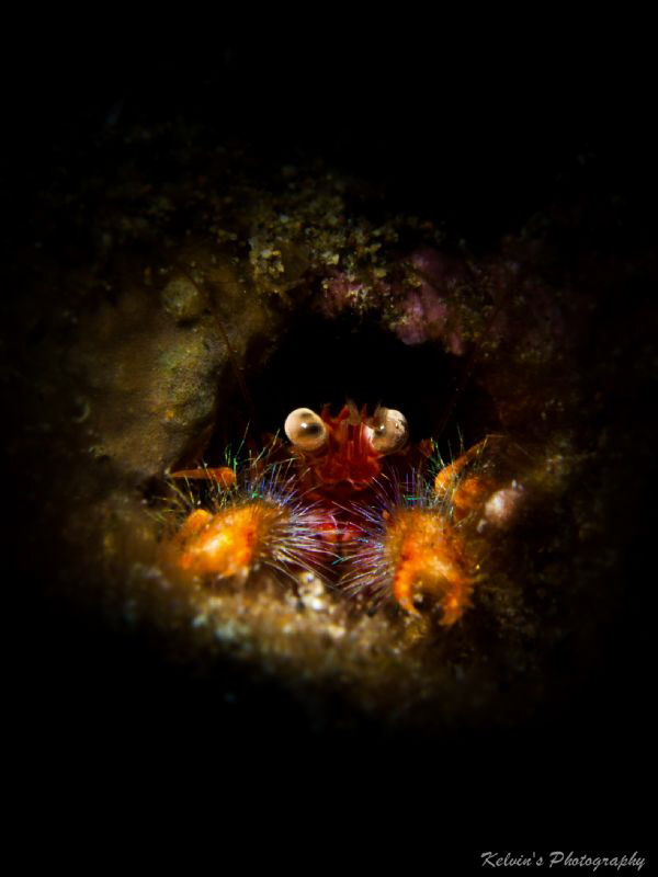 Squat lobster by Kelvin H.y. Tan 