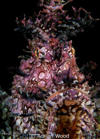 RHINO       "W I T H  ....   A T T I T U D E"

Sealife ... by Adrian Wood 