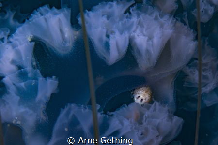 ~ Alien Predator ~
A parasitic Amphipod in the frills of... by Arne Gething 