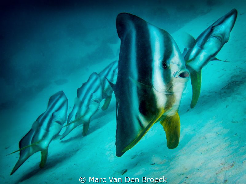 leaning by Marc Van Den Broeck 