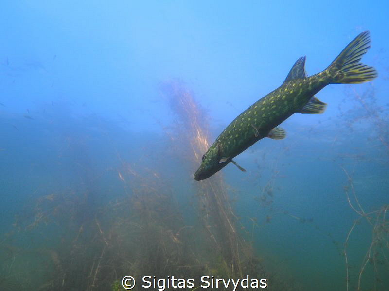 Pike in the sky :) by Sigitas Sirvydas 