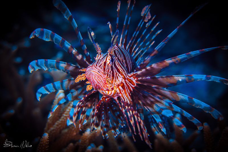 Fireworks by Steven Miller 