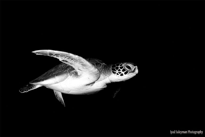Turtle in B/W by Iyad Suleyman 